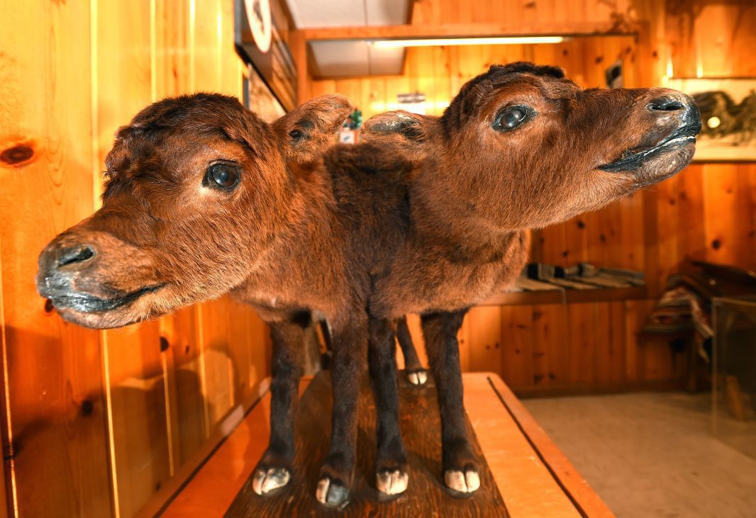 Two-headed calf, Billings